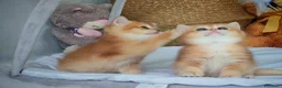 Scottish gatti in vendita: Straordinari Cuccioli Scottish - Annuncio 4