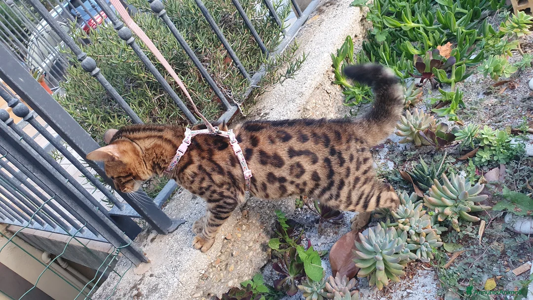 Bengala gatti per accoppiamento: Daphne in cerca di gattino per la monta 😺 - Annuncio 2