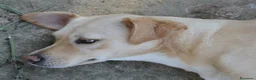 Meticcio cani in regalo: Sofia cagnolona meravigliosa - Annuncio 3