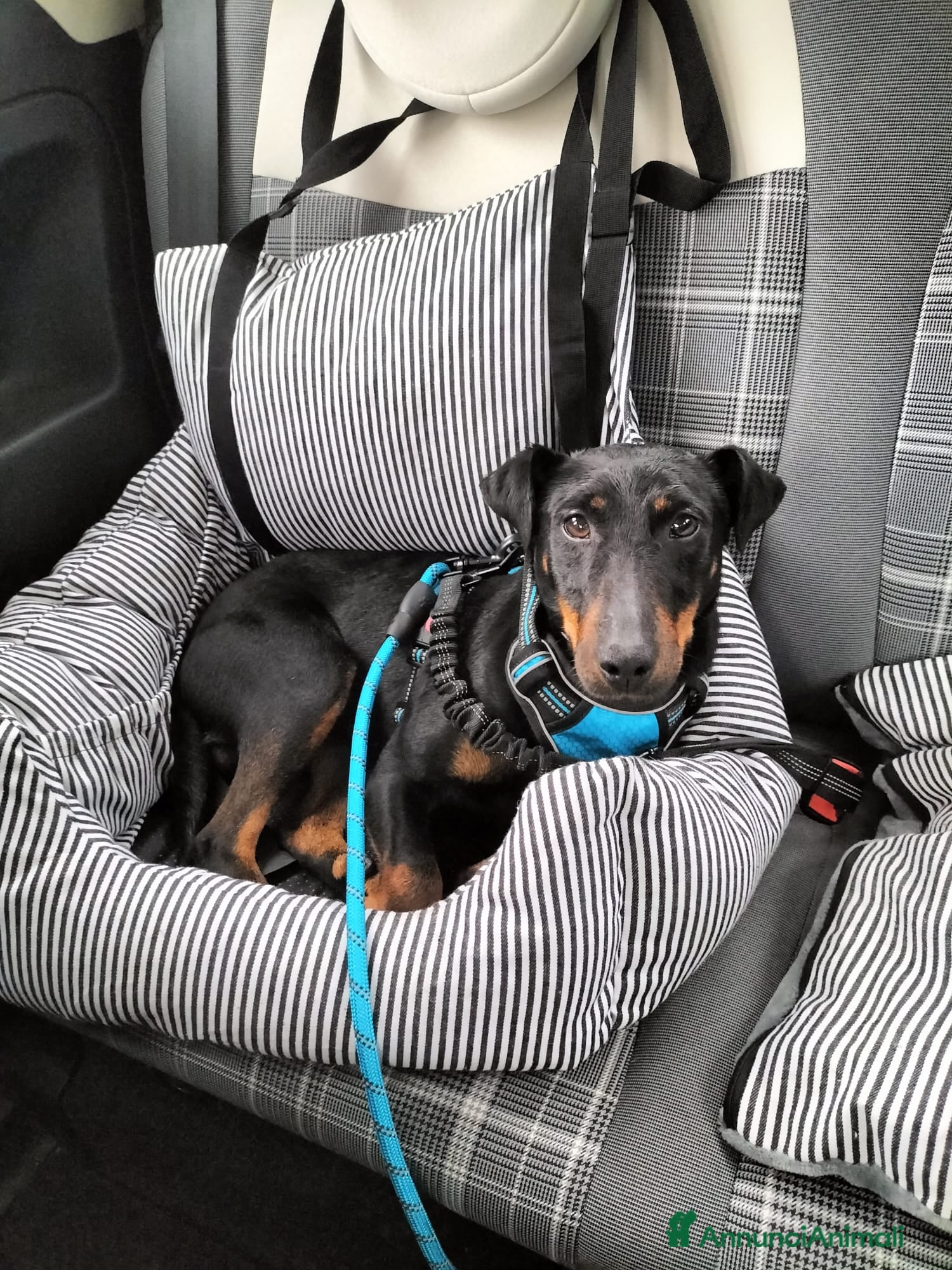 Jagdterrier cani Zero cerca una nuova famiglia  - Annuncio 1