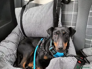 Jagdterrier cani Zero cerca una nuova famiglia - Annuncio 35