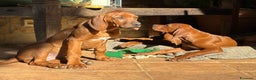 Rhodesian Ridgeback cani in vendita: Rhodesian Ridgeback  - Annuncio 6