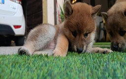 Shiba Inu cani in vendita:  cucciolata di Shiba inu ottima genealogia  - Immagine 3