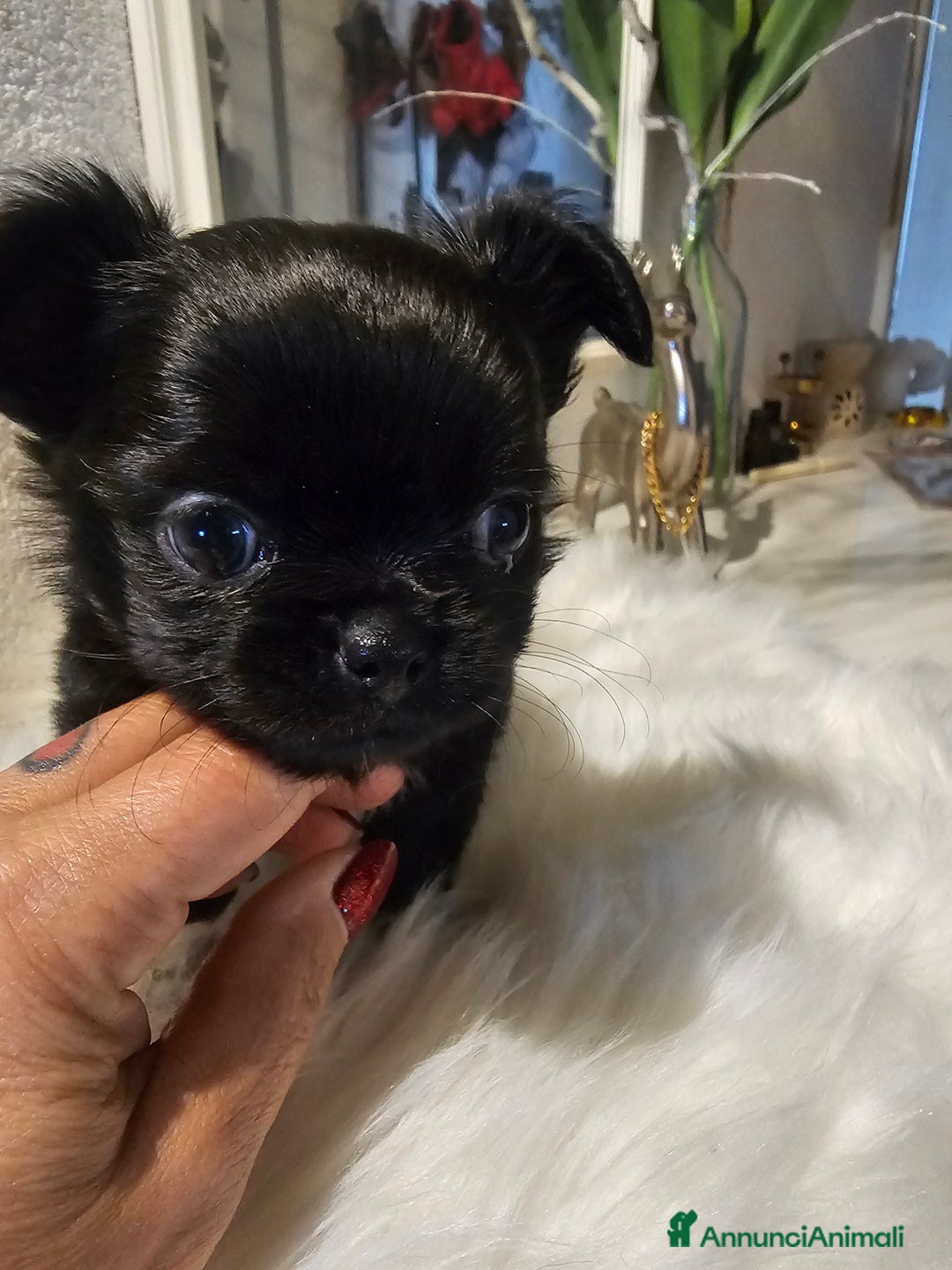 Chihuahua cani in vendita: Chihuahua pelo lungo  - Annuncio 7