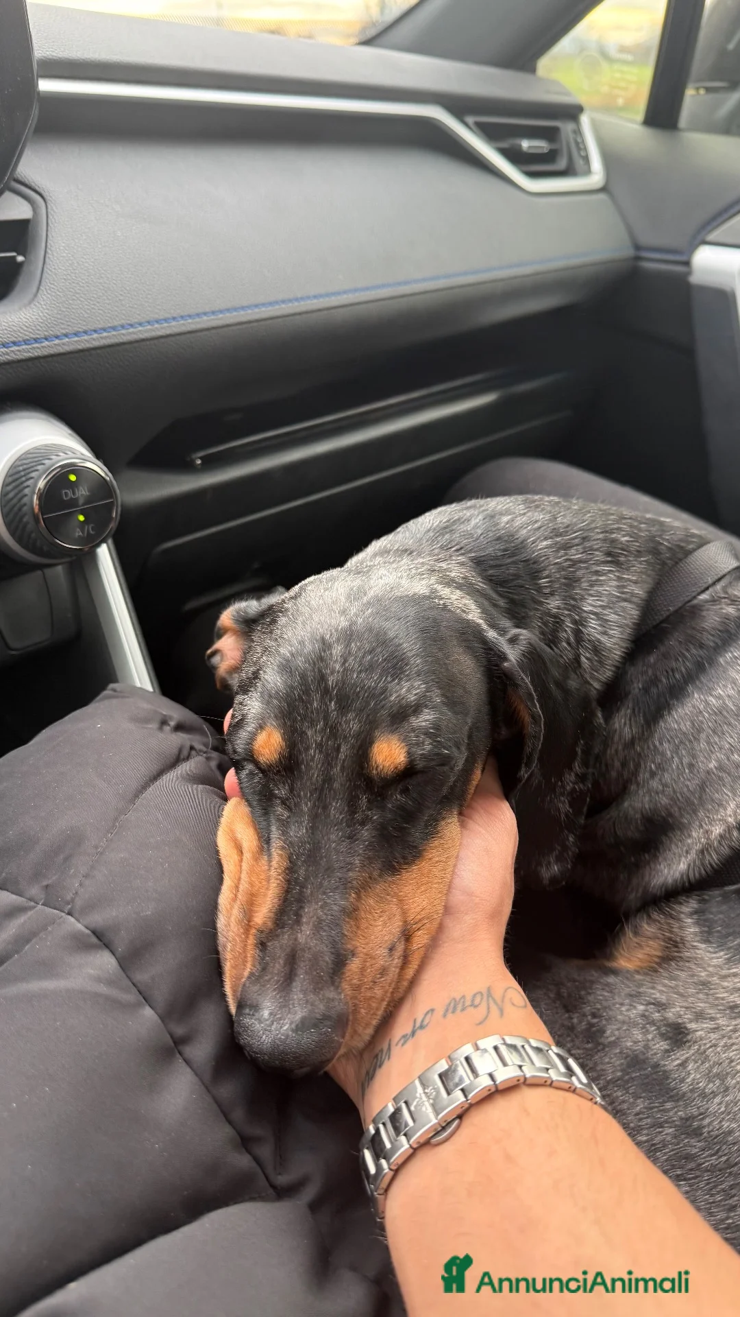 Bassotto cani per accoppiamento: Ciao mi chiamo Ice e sono un bassotto arlecchino a Città metropolitana di Milano - Annuncio 2