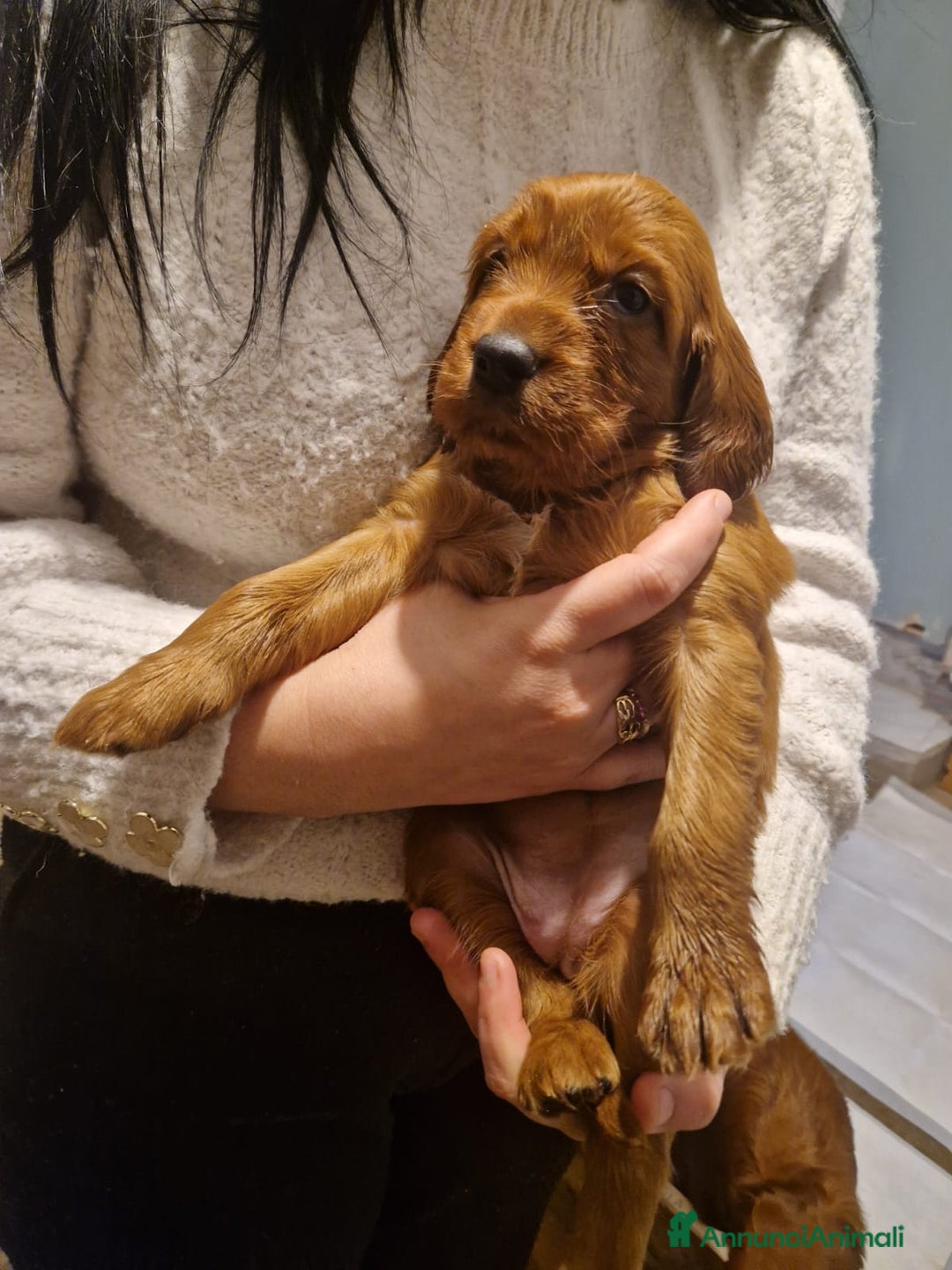 Setter Irlandese cani in vendita: Cuccioli di Setter Irlandese - Annuncio 7