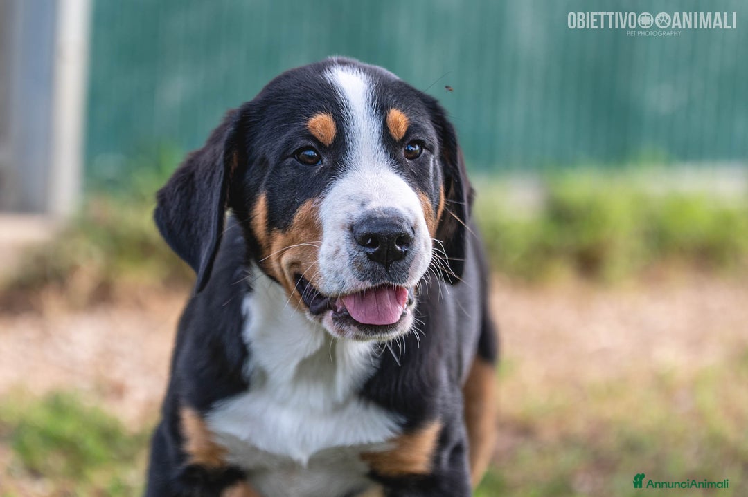 Grande Bovaro Svizzero cani in vendita: un cucciolo di bovaro cambia la vita in meglio! - Annuncio 6