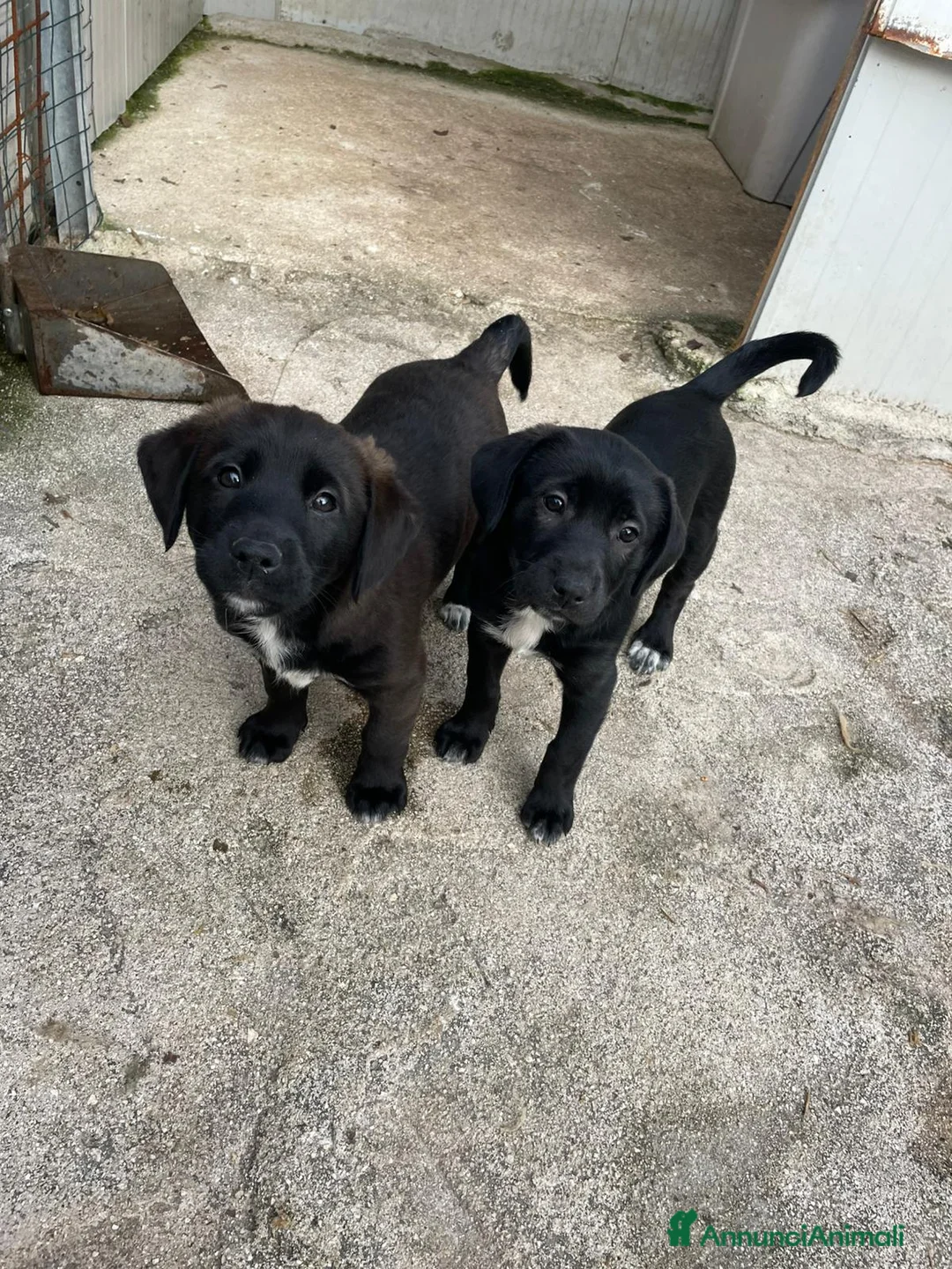 Labrador cani in regalo: LA FANTASTICA VITTO - Annuncio 3