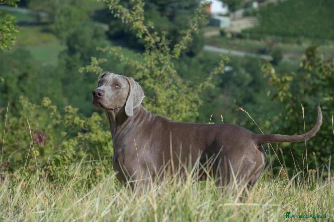 Weimaraner cani in vendita: Ultima femmina di weimaraner con pedigree Enci - Annuncio 9