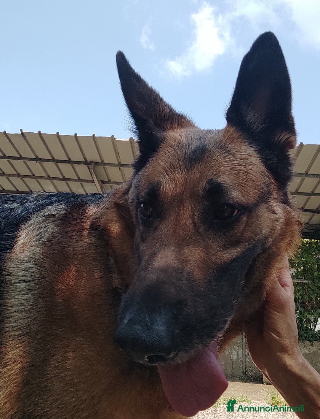 Pastore Tedesco cani in regalo: Sally, 6 anni, Pastore Tedesco - Immagine 4
