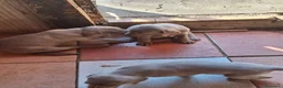 Weimaraner cani in vendita: Vendo cuccioli weimaraner  - Annuncio 7