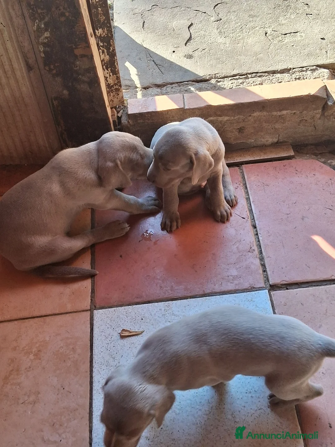 Weimaraner cani in vendita: Vendo cuccioli weimaraner  - Annuncio 7