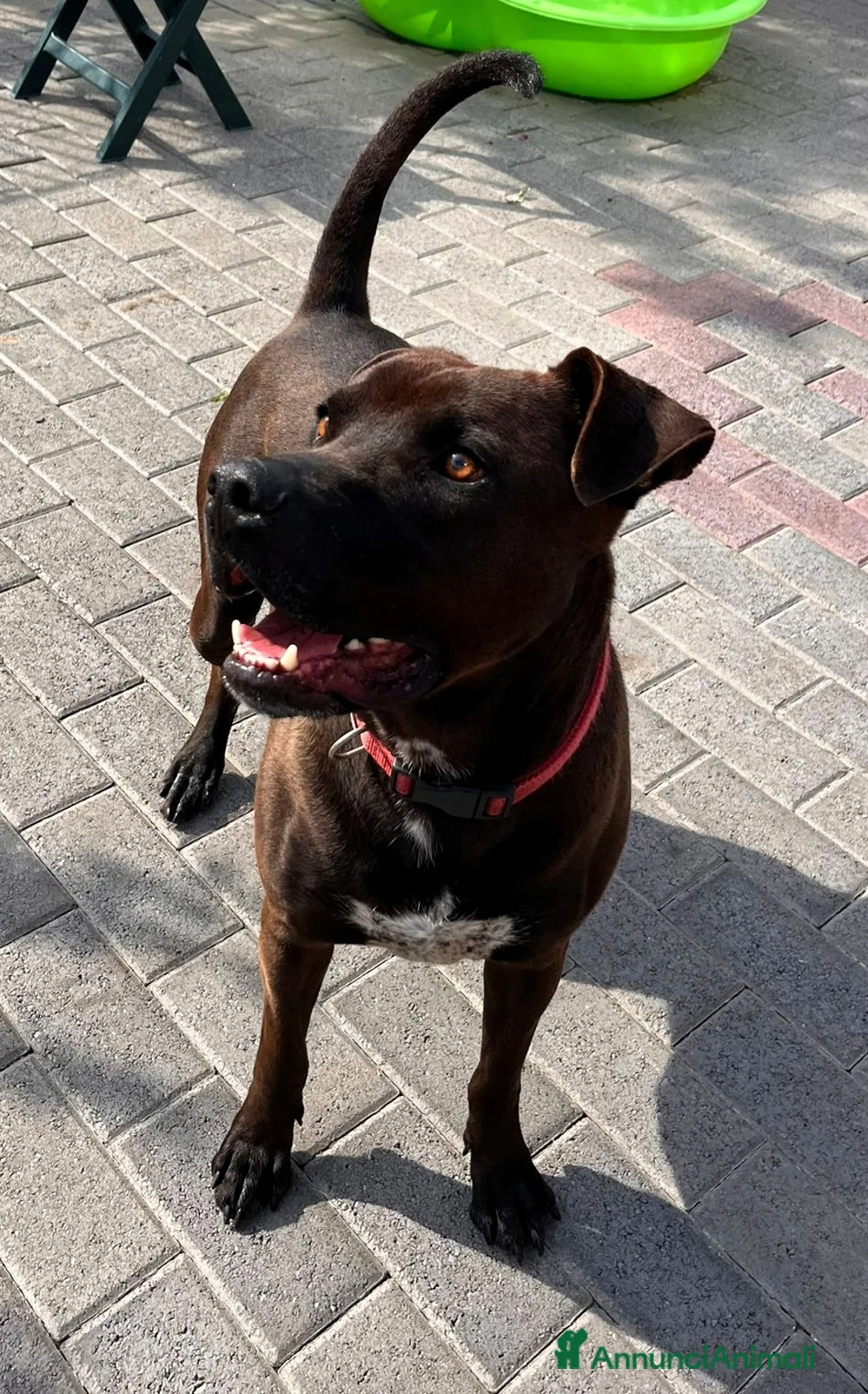 Meticcio cani in regalo: NIGEL BELLISSIMO PIT - Annuncio 1