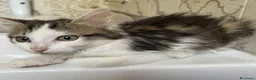 Europeo gatti in regalo: GATTINA PELO LUNGO - Annuncio 2