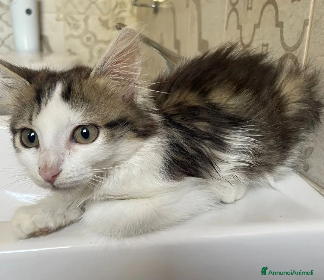 Europeo gatti in regalo: GATTINA PELO LUNGO - Annuncio 2