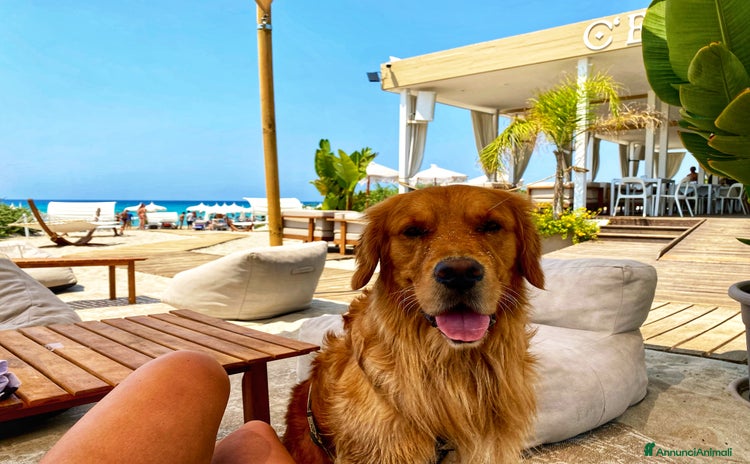 Golden Retriever cani - Annuncio 3