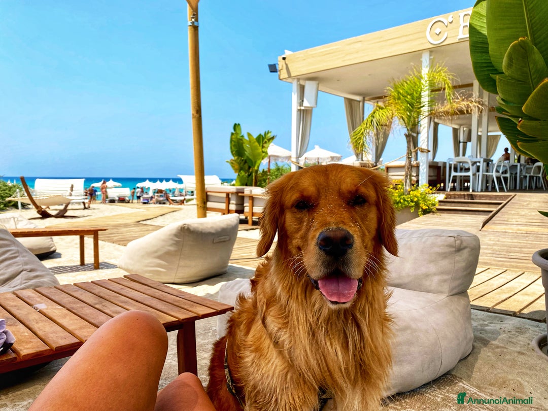 Golden Retriever cani per accoppiamento: Golden retriever maschio  - Immagine 1