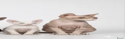Sphynx gatti in vendita: Cuccioli donskoy sphynx  - Annuncio 2