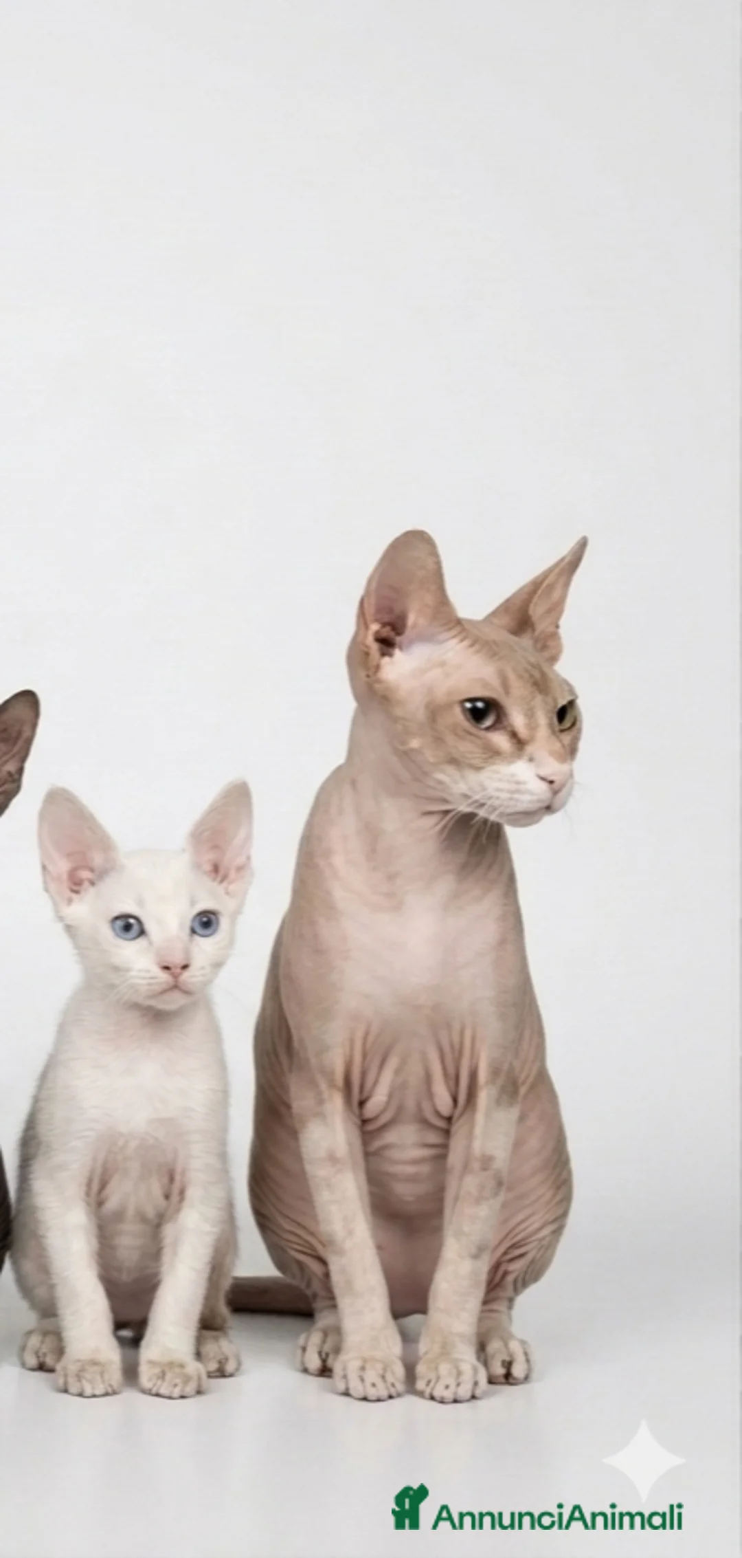 Sphynx gatti in vendita: Cuccioli donskoy sphynx  - Annuncio 2