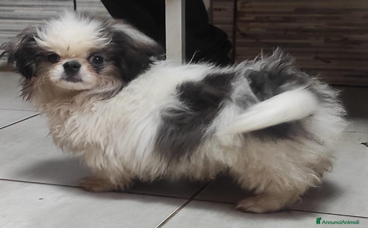 Pechinese cani a Provincia di Pavia - Annuncio 2