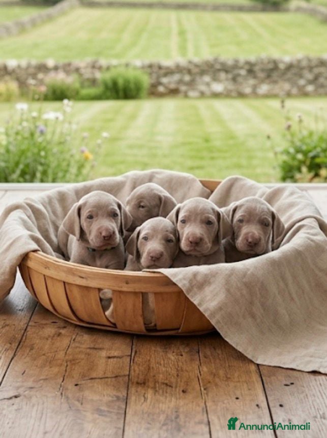 Weimaraner cani Cuccioli weimaraner pubblicita’ segugio - Annuncio 2