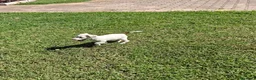 Jack Russell cani in vendita: Jack Russell terrier - Annuncio 8