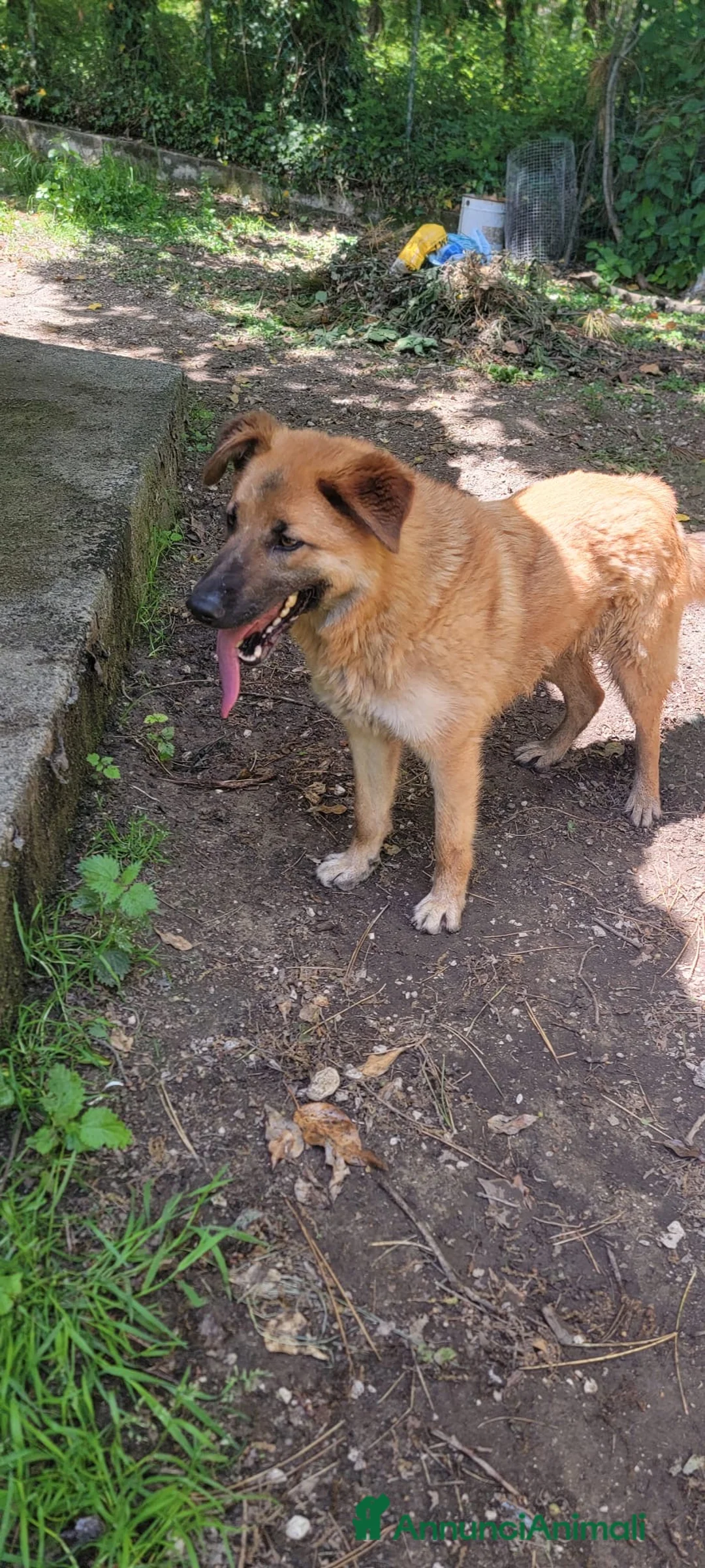 Meticcio cani in regalo: Pupa dolcissima lupetta simil malinois a Città metropolitana di Milano - Annuncio 3