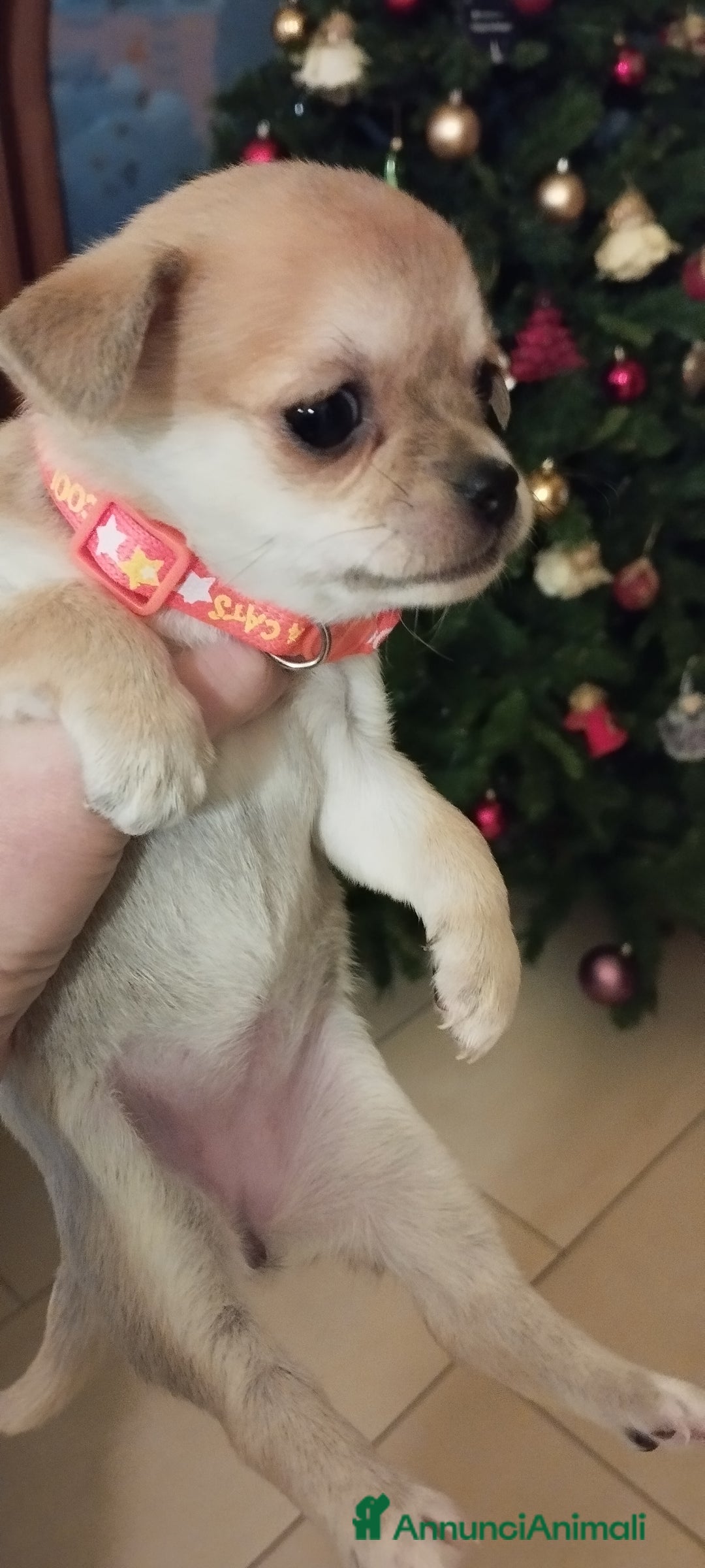 Meticcio cani in vendita: Cucciole  - Annuncio 6