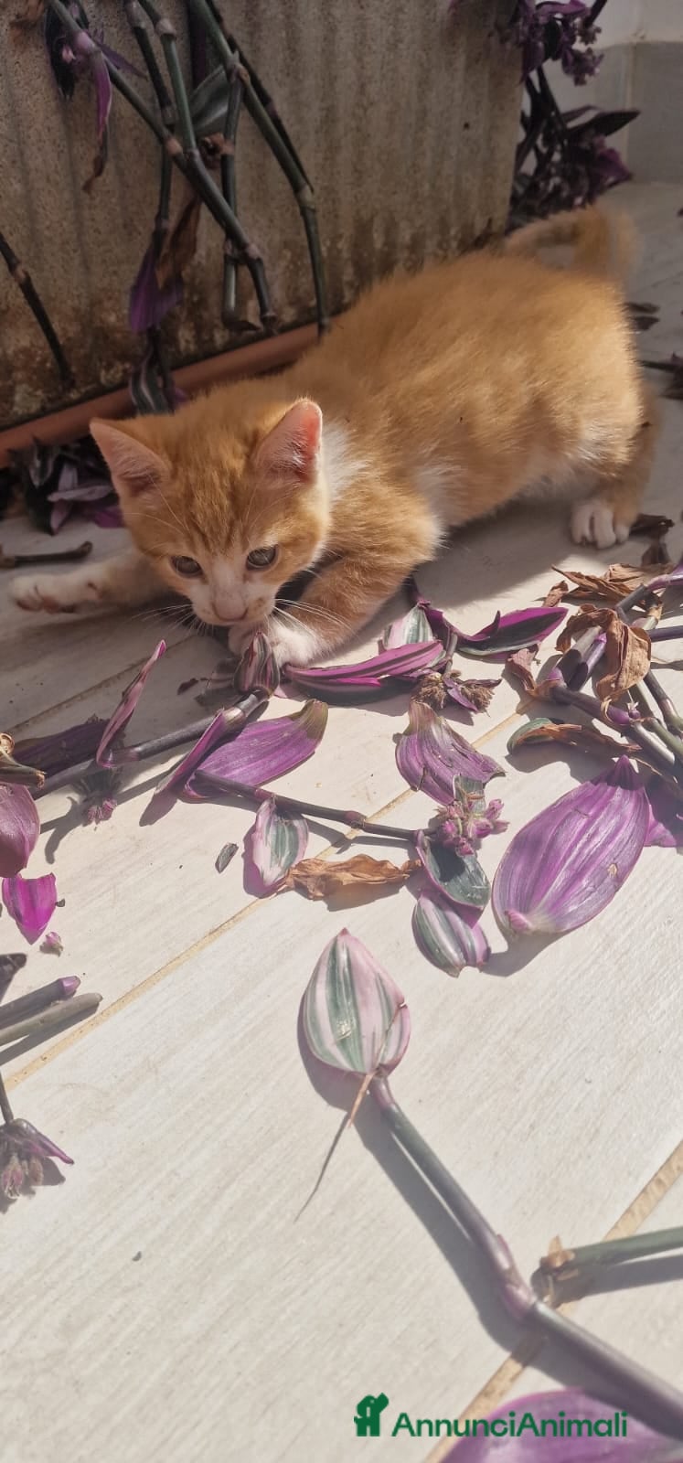 Meticcio gatti Sara e i suoi cuccioli  - Annuncio 1