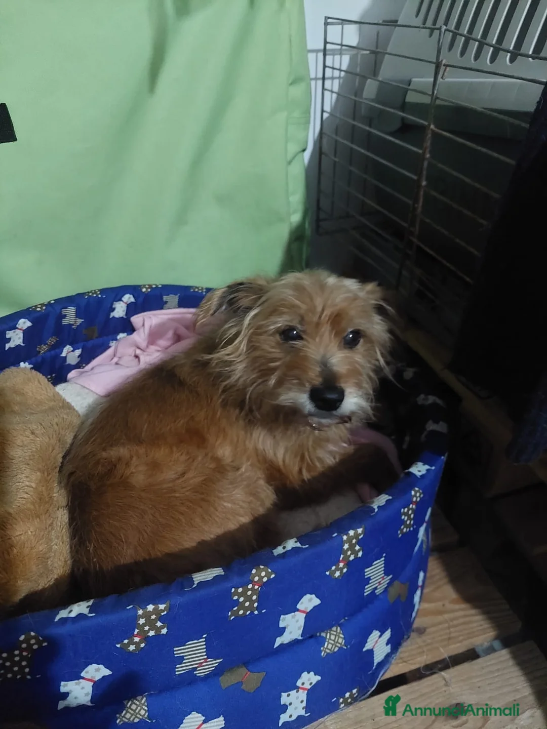 Meticcio cani in regalo: Henry, dolcissimo con tanto bisogno di famiglia - Annuncio 2