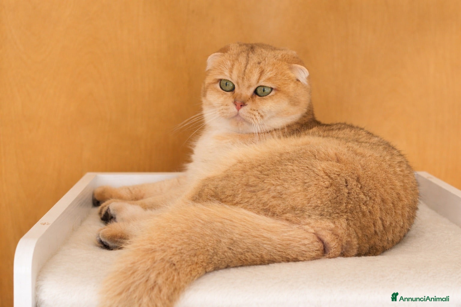 Scottish gatti Scottish fold Longhair  - Annuncio 1