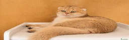Scottish gatti in vendita: Scottish fold Longhair  a Provincia di Latina - Annuncio 1