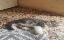 Persiano gatti in vendita: Gatti persiani  a Città Metropolitana di Torino - Immagine 3