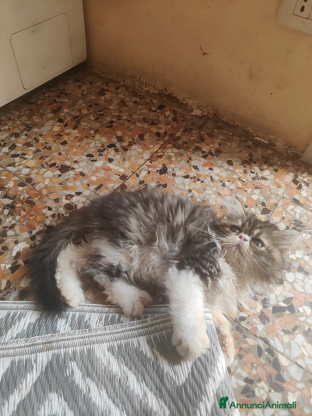 Persiano gatti in vendita: Gatti persiani  a Città Metropolitana di Torino - Immagine 3