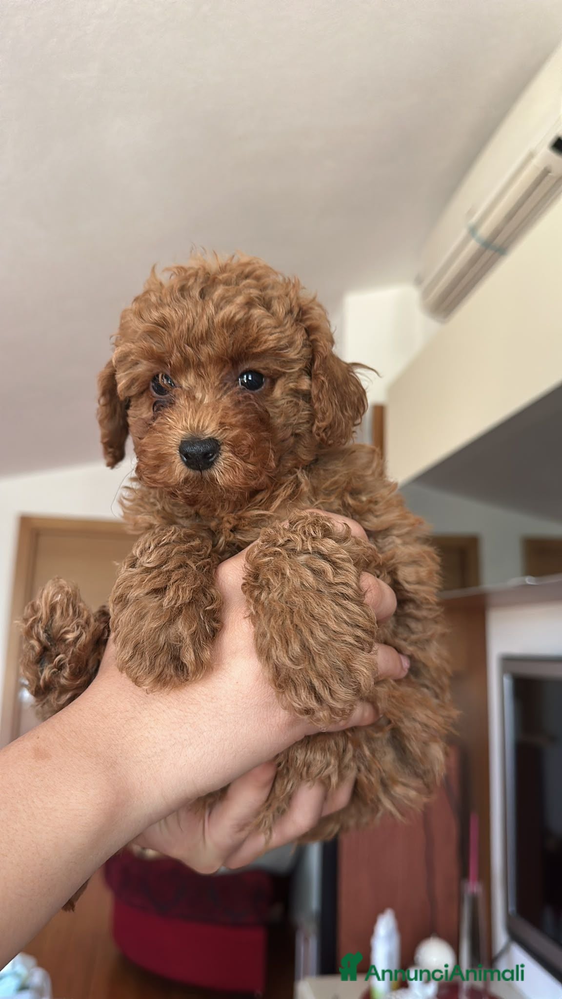 Barboncino cani Splendidi Cuccioli di Barboncino con Pedigree ENCI - Annuncio 2
