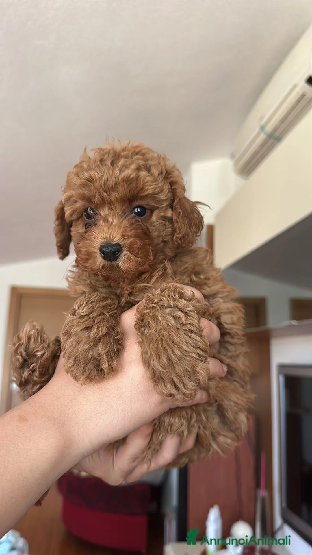 Barboncino cani in vendita: Splendidi Cuccioli di Barboncino con Pedigree ENCI a Provincia di Potenza - Annuncio 1