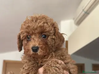 Barboncino cani Splendidi Cuccioli di Barboncino con Pedigree ENCI - Annuncio 2
