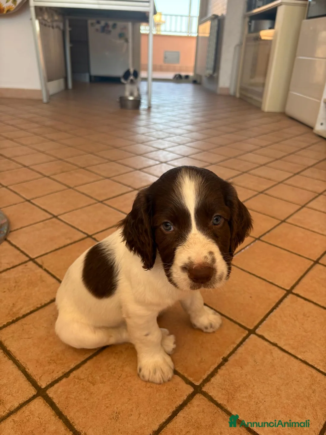 Springer Spaniel Inglese cani in vendita: Springs spaniel - Annuncio 5