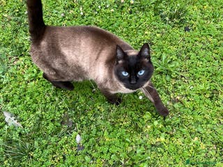 Siamese gatti Gatta siamese in adozione - Annuncio 15