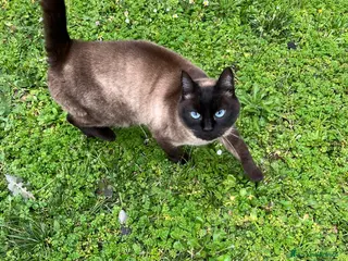 Siamese gatti Gatta siamese in adozione - Annuncio 2