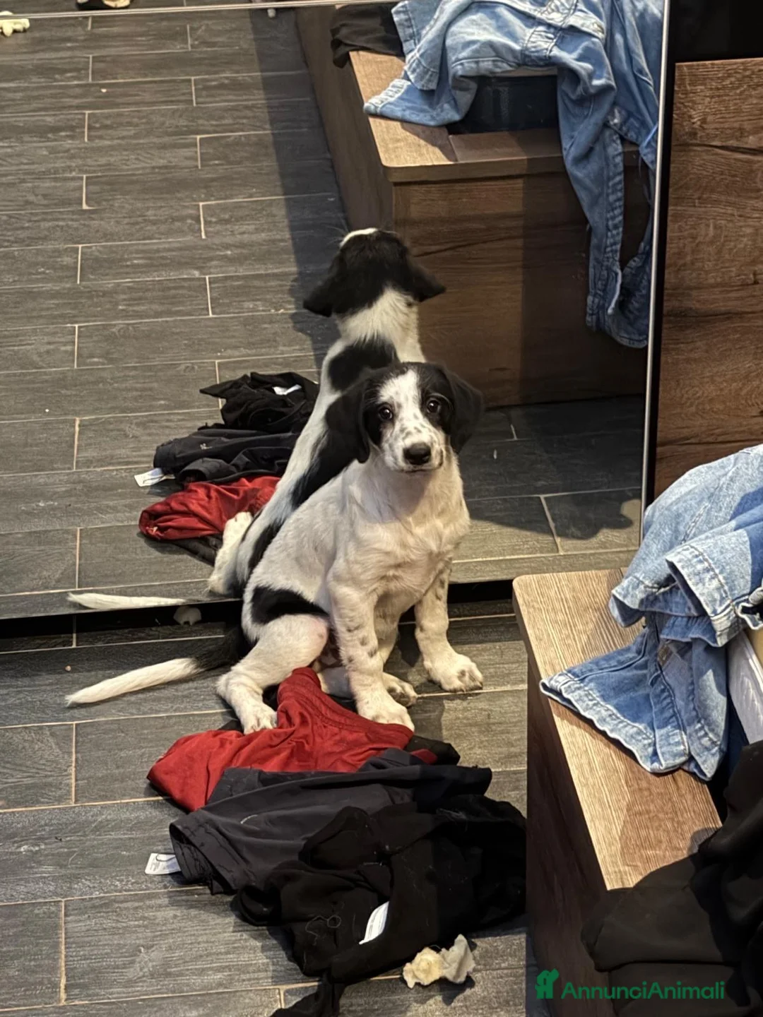 Meticcio cani in regalo: 2 meravigliosi cuccioli  - Annuncio 6