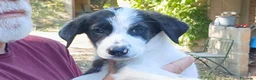 Meticcio cani in regalo: BEBA NON VUOLE VIVERE IN CANILE, IN ADOZIONE - Annuncio 2