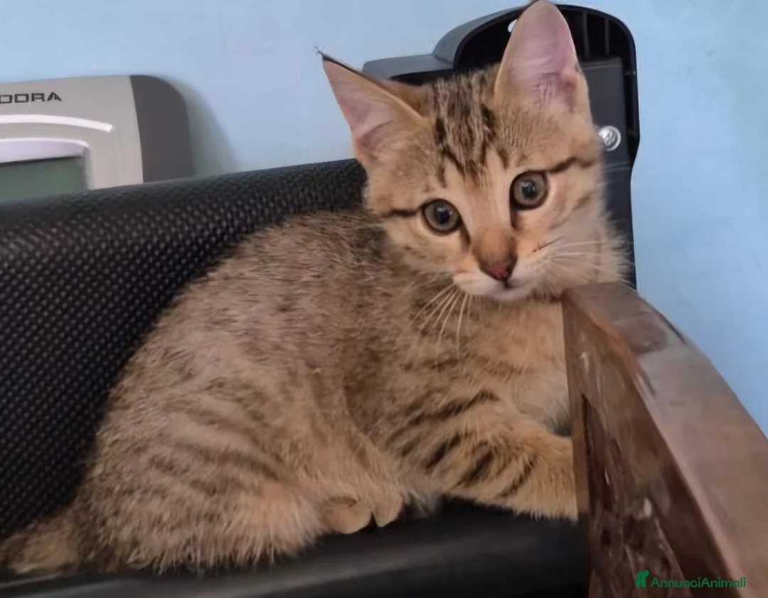 Europeo gatti in regalo: Gattini in cerca di casa a Città metropolitana di Milano - Annuncio 1