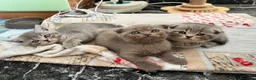 British gatti in vendita: gattini Scottish Fold e British Shorthair - Annuncio 5