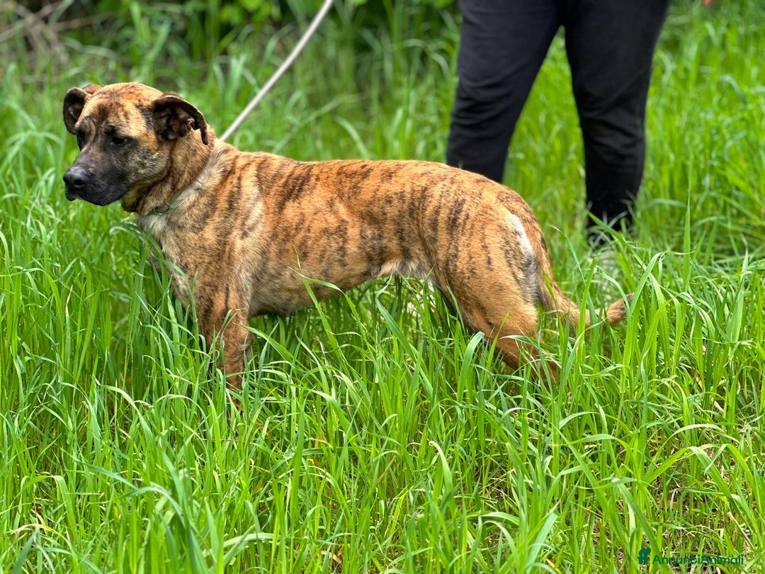 Boxer cani in regalo: Rura strepitosa Cane mix boxer Femmina a Provincia di Latina - Annuncio 3
