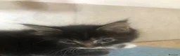 Maine Coon gatti in vendita: Cuccioli Maine Coon - Annuncio 6