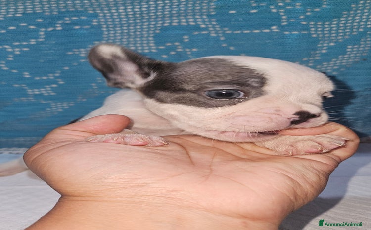 Bulldog Francese cani - Annuncio 2