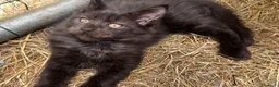 Maine Coon gatti in vendita: Cucciolo black smoke di maine coon (Tequila) - Annuncio 18