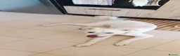 Meticcio cani in regalo: Loki cerca casa - Annuncio 2