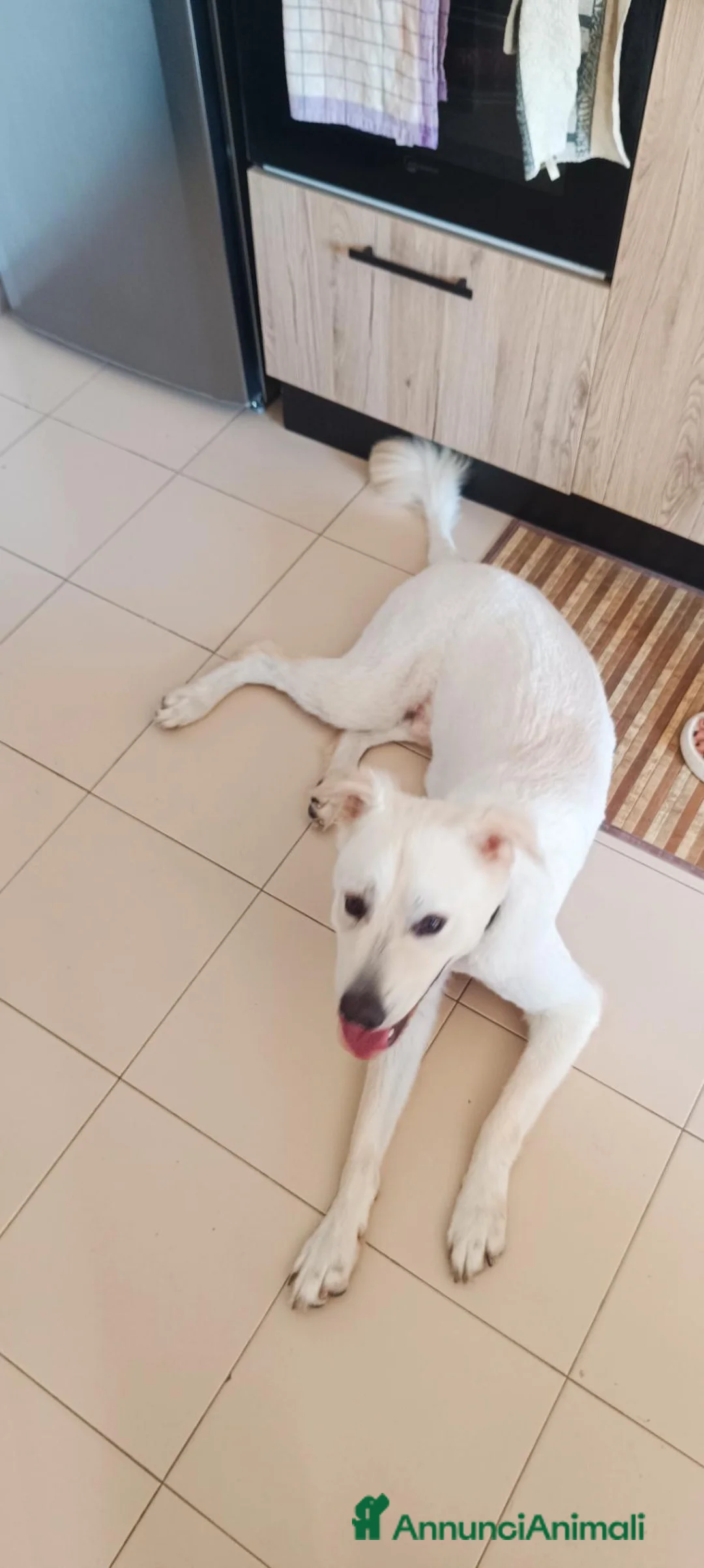 Meticcio cani in regalo: Loki cerca casa - Annuncio 2
